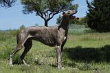GREYHOUND 122